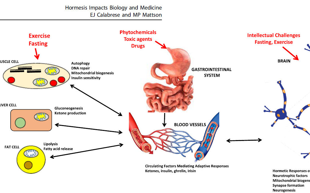 How does hormesis impact biology, toxicology, and medicine? – Calabrese and Mattson